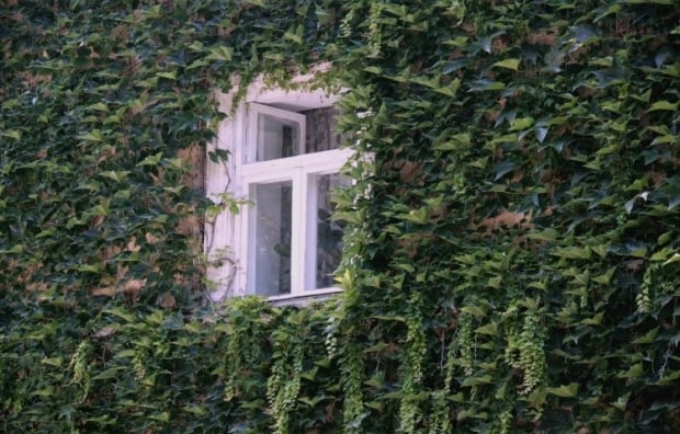 Qi sono le piante da non piantare in giardino?