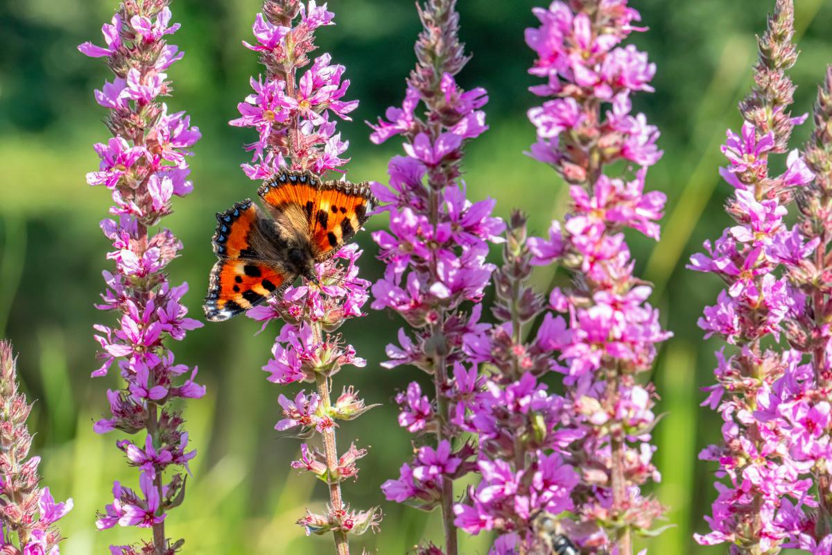 Qi sono le piante da non piantare in giardino?