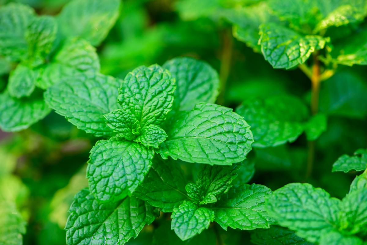 Qi sono le piante da non piantare in giardino?