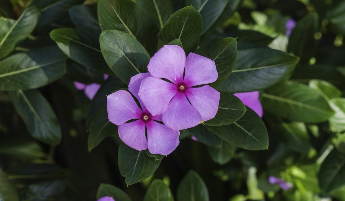 Qi sono le piante da non piantare in giardino?