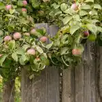 Come aumentare il raccolto di mele: i giardinieri hanno nominato