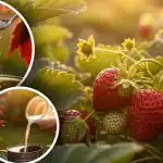 Come ottenere fragole una settimana più velocemente: il metodo dimenticato senza una goccia di chimica Come ottenere fragole una settimana più velocemente: il metodo dimenticato