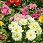 Come piantare le dalie: gli esperti hanno dato consigli importanti,