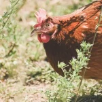 come-sbarazzarsi-rapidamente-dei-pidocchi-delle-galline-a-casa-modi.webp.webp
