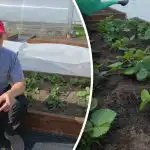 Concimare le fragole in primavera: un errore che riduce le