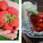 Cosa succede all'organismo se si mangiano fragole tutti i giorni: