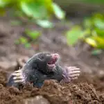 Cosa versare nel buco della talpa: questo rimedio è presente