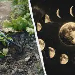 Dimenticatevi dell'orto in questi giorni di aprile: il calendario esatto