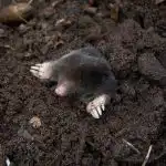 Portare a ebollizione e versare sul cumulo: le talpe fuggiranno