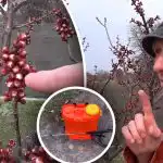 È importante non perdere il momento: qdo trattare i drupacee