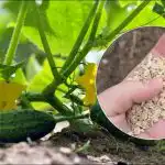 I cetrioli germoglieranno come sul lievito: qdo si piantano nella