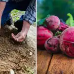I giardinieri la mettono nella buca qdo piantano la barbabietola: