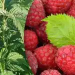 I lamponi daranno il doppio: cosa è importante fare qdo