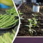 I migliori "vicini" per i fagioli: 11 ortaggi che possono