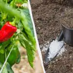 I peperoni attecchiscono in meno di una settimana: qe concime