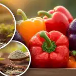 I peperoni cresceranno bene: l'esperto racconta 3 semplici passaggi prima