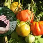I pomodori saranno grandi e succosi: il segreto della concimazione