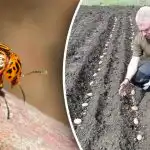 Il coleottero della patata del Colorado non si avvicina: cosa