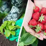 Il primo trattamento delle fragole in aprile è il più