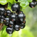 il-ribes-ha-bisogno-di-essere-nutrito-prima-di-pasqua.webp.webp