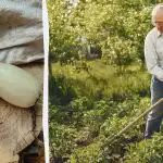 Il vostro raccolto di zucchine sarà 5 volte più ricco: