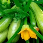il-vostro-raccolto-di-zucchine-sara-5-volte-piu-ricco.webp.webp