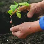 Qdo e cosa piantare nell'orto: segnali popolari su tempo e