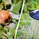 La moniliosi ci ha tormentato, finché non abbiamo provato questo