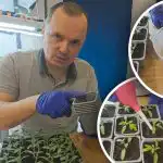 La prima annaffiatura dei pomodori dopo il trapianto: cosa aggiungere all'acqper avere radici forti La prima annaffiatura dei pomodori dopo il trapianto: cosa aggiungere