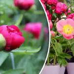 Le peonie non perdonano gli errori: cosa bisogna fare in