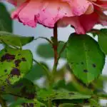 Le rose non si ammalano di macchia nera se si