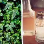 L'edera non sopravvive: 2 rimedi da cucina che funzionano in