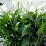 lo-spathiphyllum-prosperera-per-anni-i-giardinieri-vi-spiegano-come.webp.webp