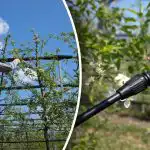 Malattie e parassiti non hanno scampo: qdo e come trattare