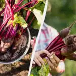 Molti giardinieri lo fanno troppo presto: qdo e come piantare