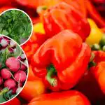 Niente parassiti o erbacce: cosa piantare accanto ai peperoni Niente parassiti o erbacce: cosa piantare accanto ai peperoni