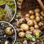 Niente più parassiti della patata: un modo economico per proteggere