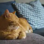 Perché i gatti fanno le fusa: cosa non ci dicono i genetisti perche-i-gatti-fanno-le-fusa-cosa-non-ci-dicono.jpg