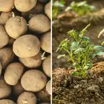 Perché le patate del vostro vicino sono migliori: tutto dipende