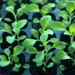 Perché le piantine si allungano: errori di illuminazione e di temperatura perche-le-piantine-si-allungano-errori-di-illuminazione-e-di.jpg