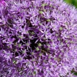 Quale pianta piantare nell'orto per dimenticare gli acari quale-pianta-piantare-nellorto-per-dimenticare-gli-acari.webp.webp