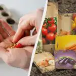 Questi semi non crescono nemmeno con una cura perfetta: a