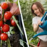 Questo errore "uccide" le piantine di pomodoro: qta acqserve e