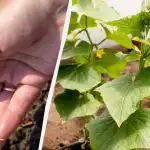 Semina dei cetrioli in piena terra: i giorni più produttivi