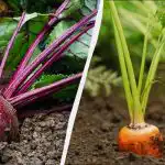 Solo 6 giorni di aprile sono adatti alla semina di