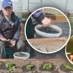 Sotto ogni cespuglio in primavera: cosa nutrire le fragole per ottenere bacche dolci e grandi Sotto ogni cespuglio in primavera: cosa nutrire le fragole per