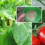 Un cucchiaio - il raccolto crescerà di 10 volte: cosa